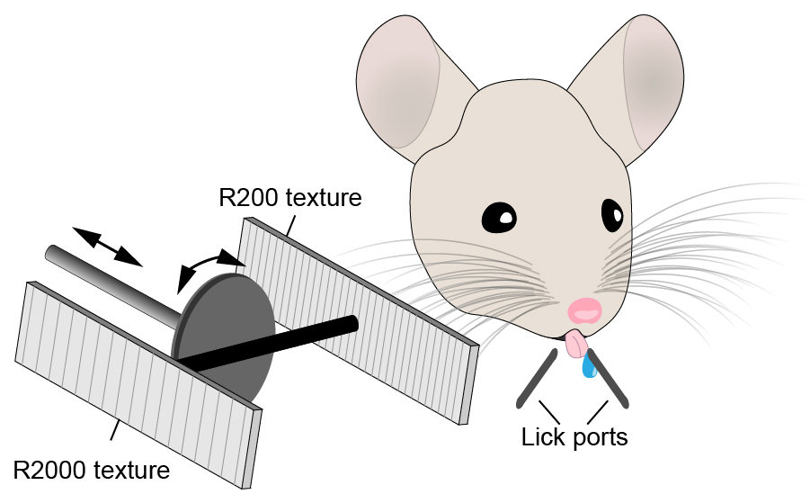 schematic of texture discrimination task