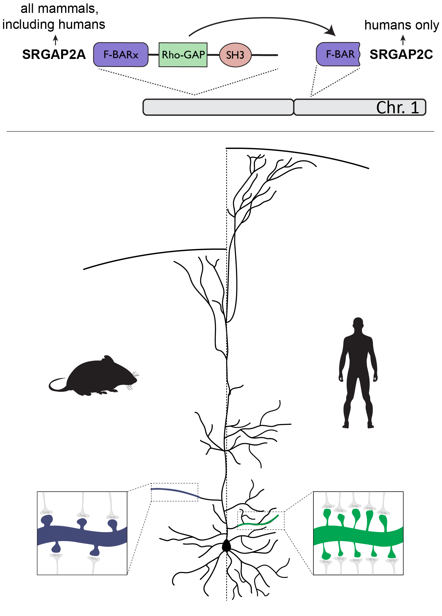 SRGAP2A to SRGAP2C human-specific gene duplication on chromosome 1