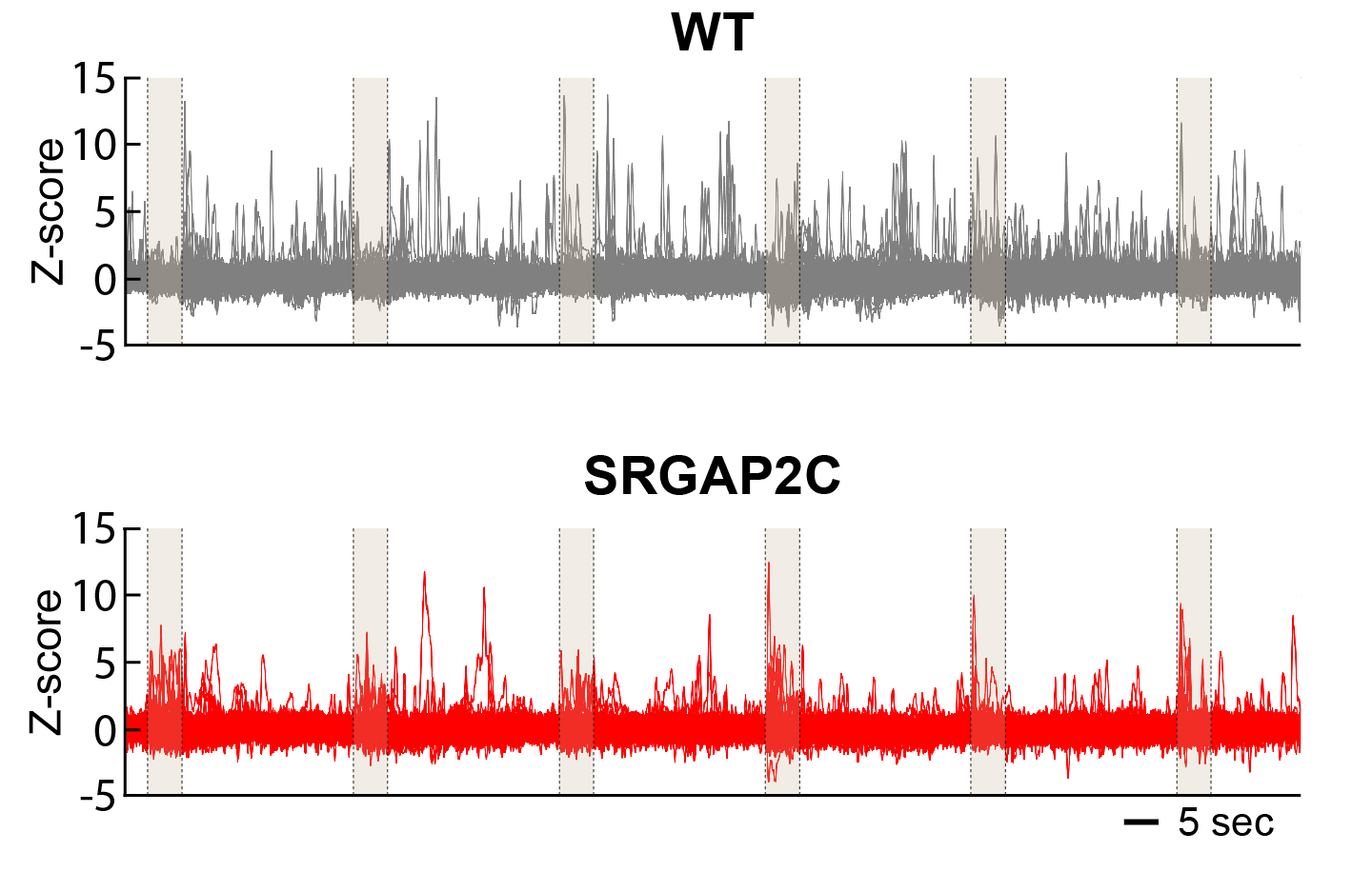 neuronal response properties upon SRGAP2C expression